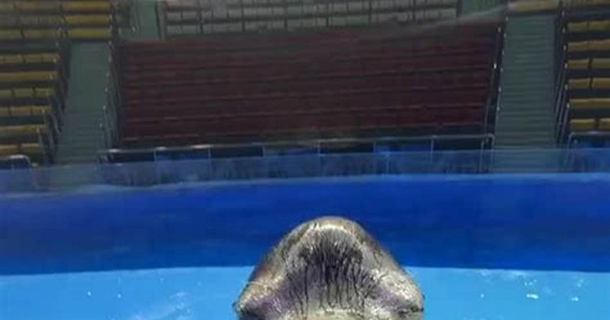 Watch the Viral Sea Lion Dance Rhythmic Animal Footage and Festive