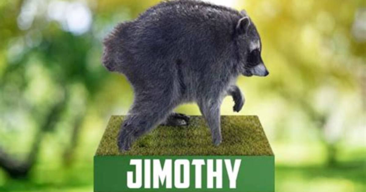 Watch the Viral Video Every Jimothy the Raccoon Sighting Caught On