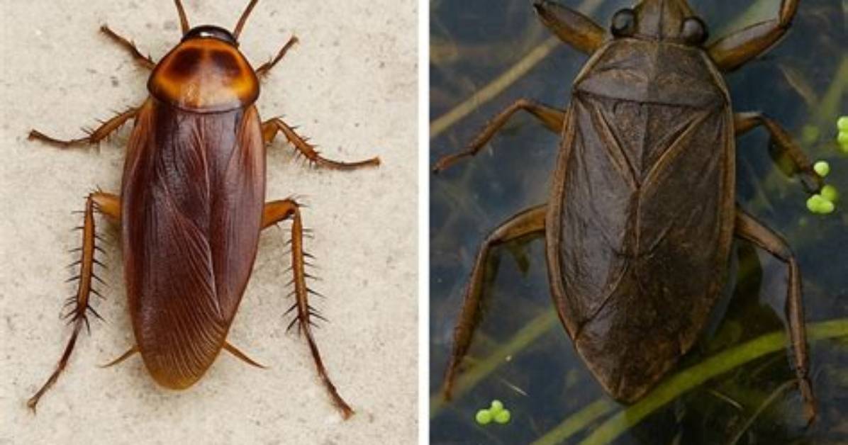 Water Bug vs Cockroach Why That Harmless Bug Might Be A