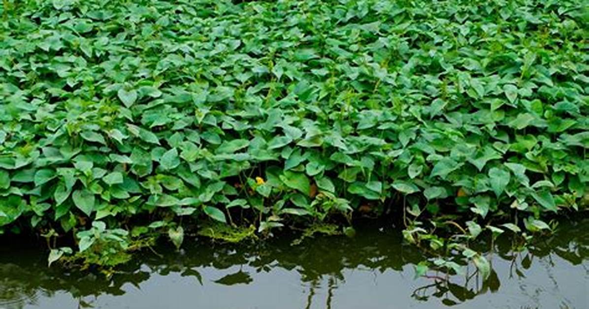 Water Spinach in America from Hurricane Crop Losses to Sweeping