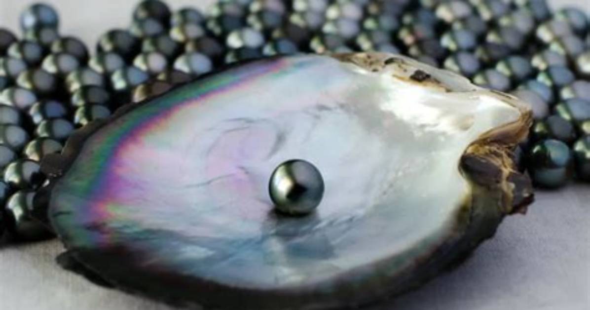 What Are Perlas Negras the Science Risks and History Behind Mixing Jager and Red
