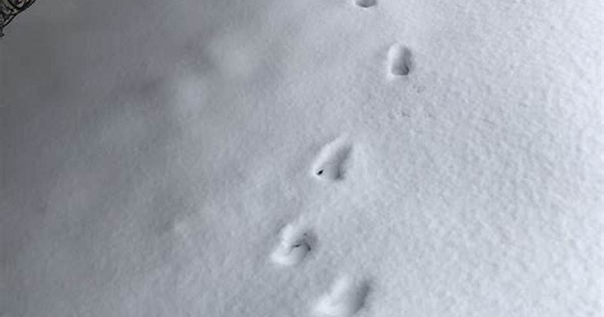 What Deer Prints in Snow Really Reveal About Your Backyard