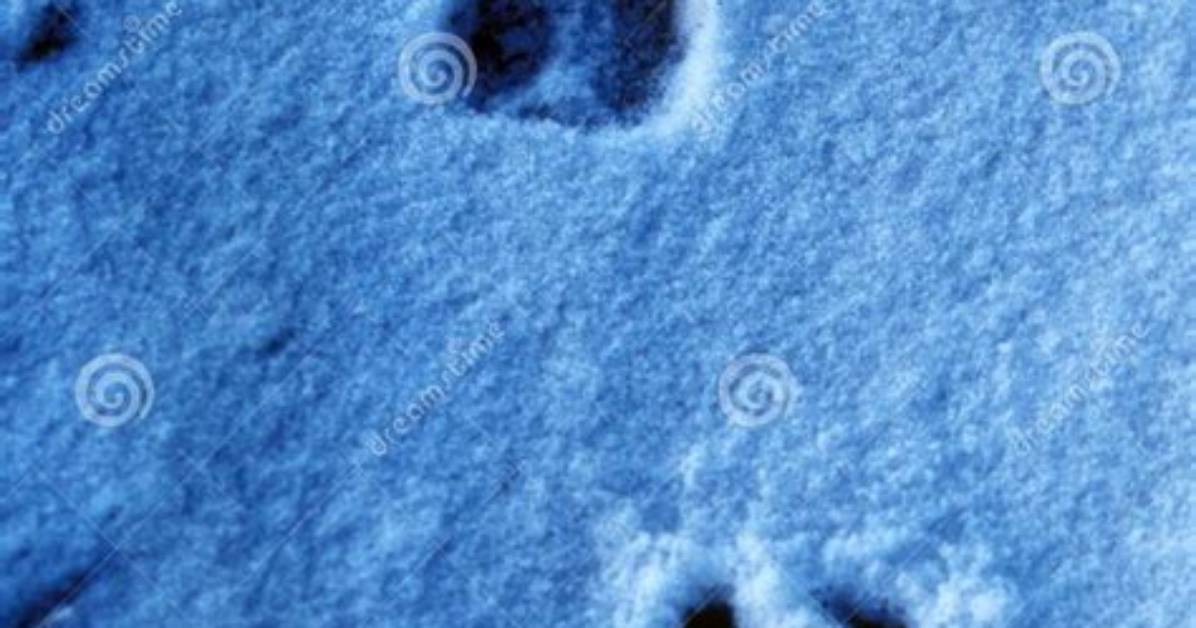 What Deer Prints in Snow Really