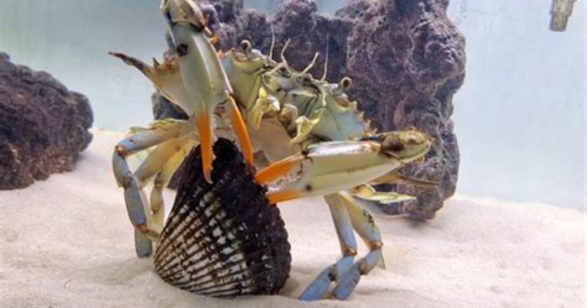What Do Crabs Really Eat the Shocking Truth Behind Nature S Deep Sea