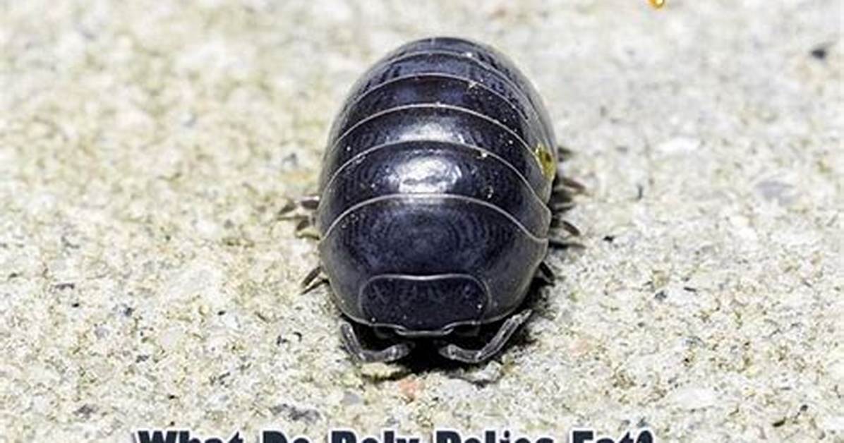 What Do Rolly Pollies Drink the Complete Hydration and Pet