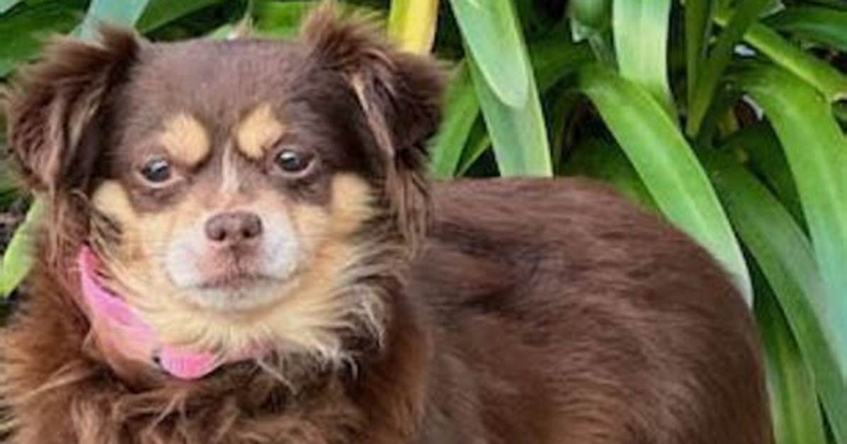 What Does an Aussie Chihuahua Mix Actually Look Like Full Size Coat And
