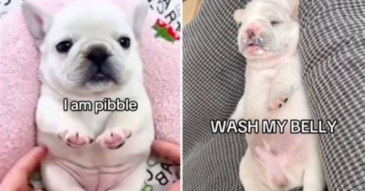 What Does I Am Pibble Wash My Belly Mean Complete Lyrics Origin And