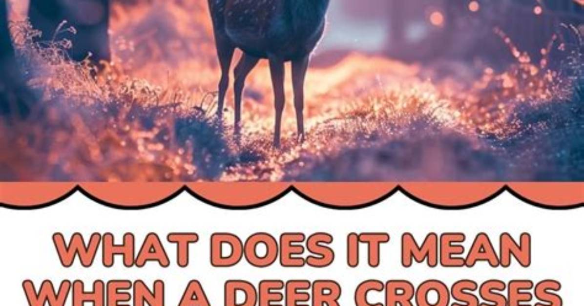 What Does Oiled up Deer Mean Your Complete Explainer on The