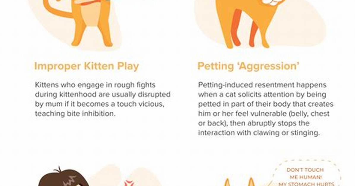 What Does the Cat S out of the Bag Really Mean the Surprising Truth Behind The
