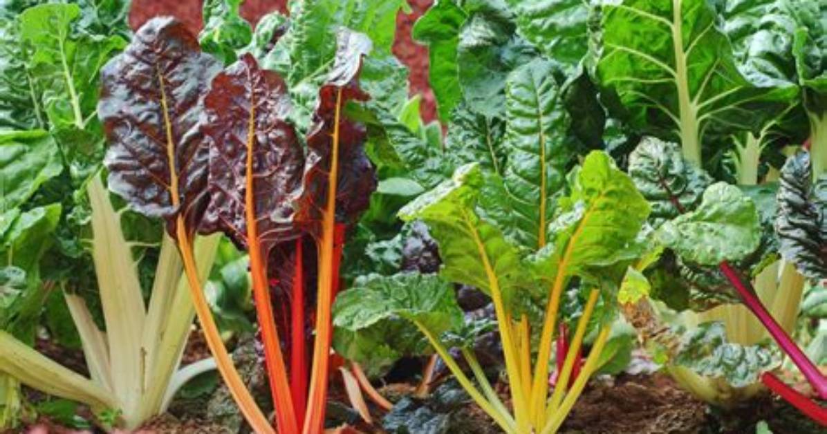 What Is Acelga in English the Leafy Green Secret Behind Iconic Latin