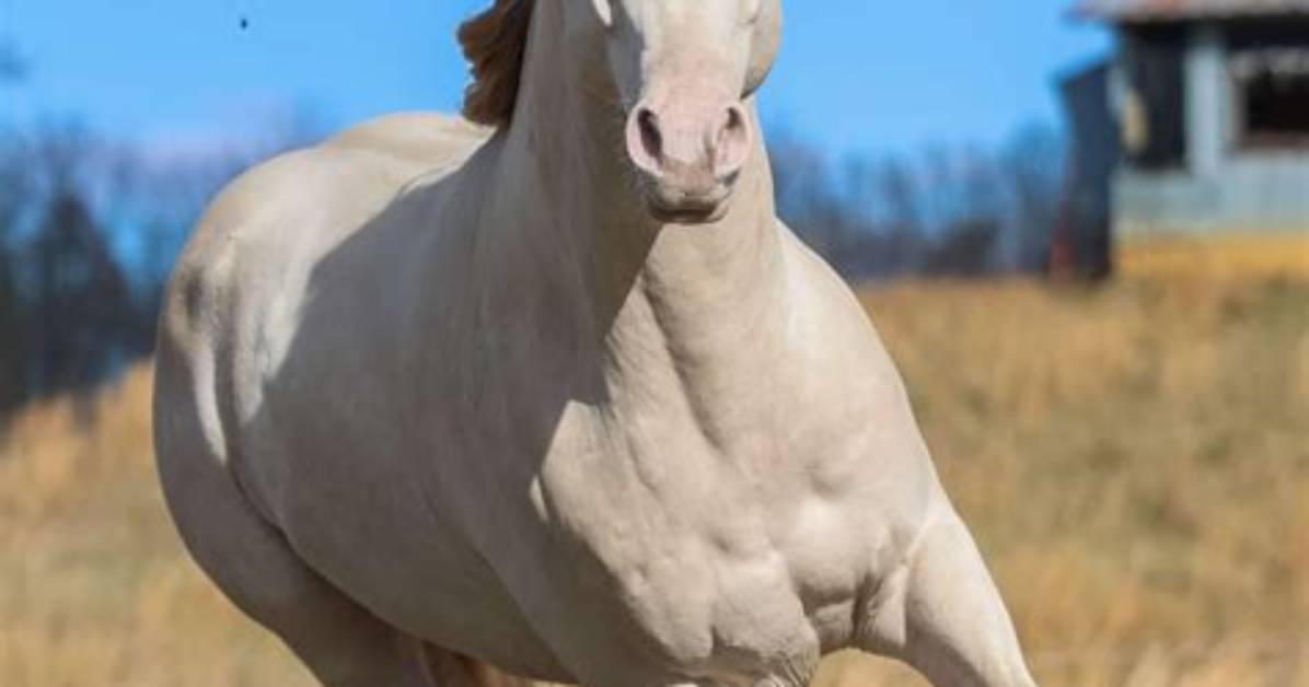 What Is Favorite Stallion the Truth Behind the Viral Delalicious3 And