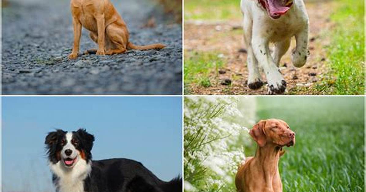 What Is the Bournise Mantanias Dog