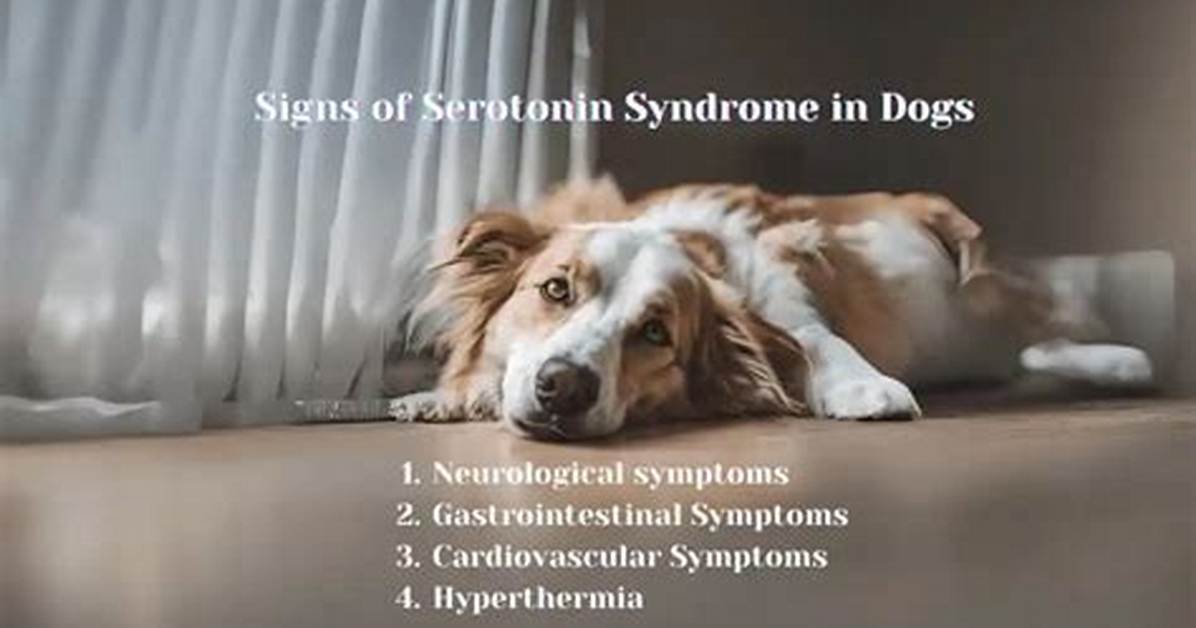 What Serotonin Syndrome in Dogs Really Looks Like Symptoms Shivering And