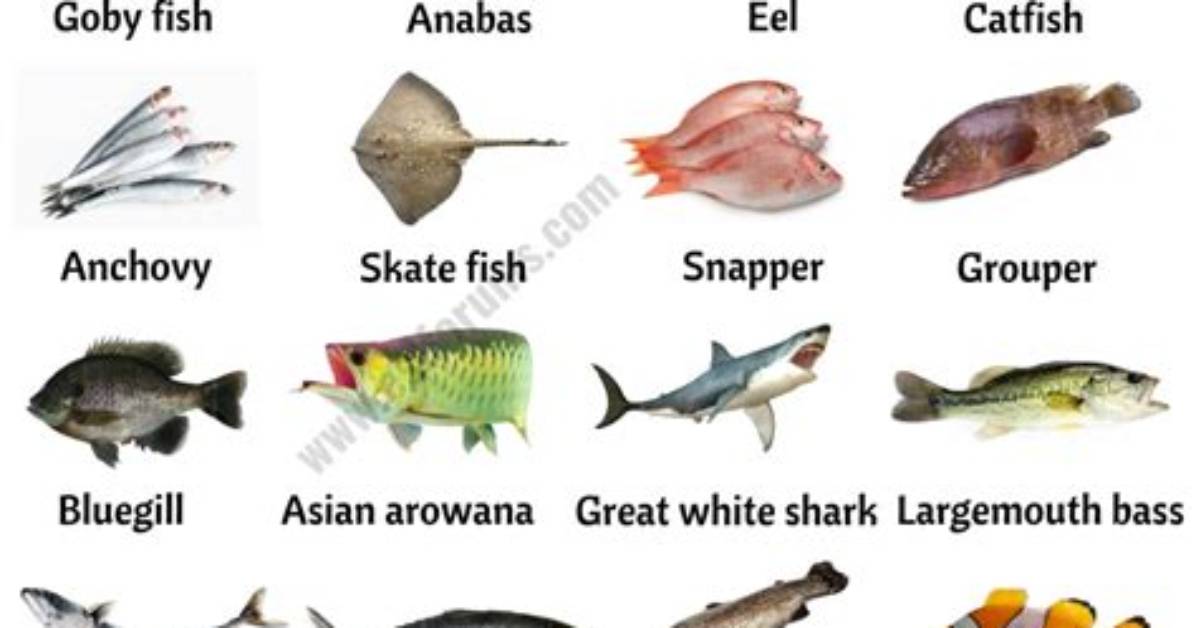 What Species Are the Fish In