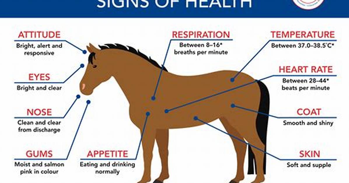 What to Do If Your Horse S Tail Is Shaved or Cut Care Regrowth And