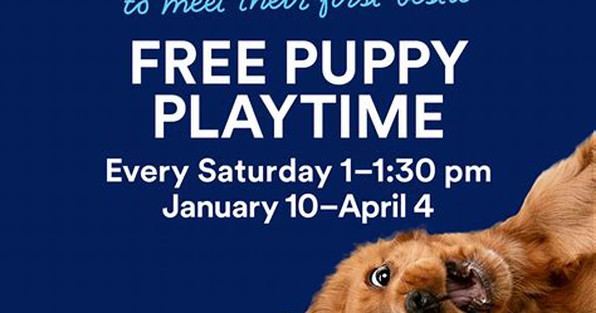 When Puppy Playtime Turns Wild Inside the Golden Retriever Antics Breaking The