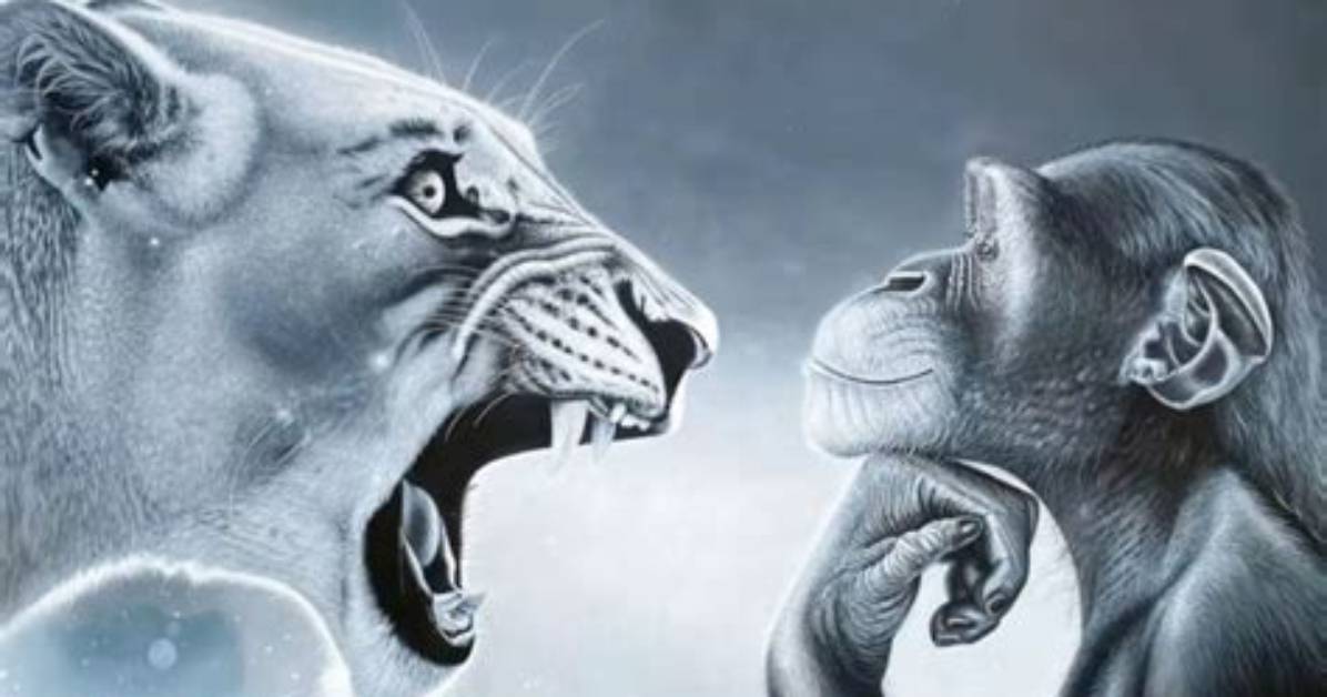 Where Did the Monkey Rage Baiting Lion Meme Come from the Viral