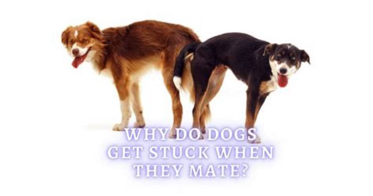 Why Are My Dogs Stuck Together the Shocking Truth Behind Your Dog S