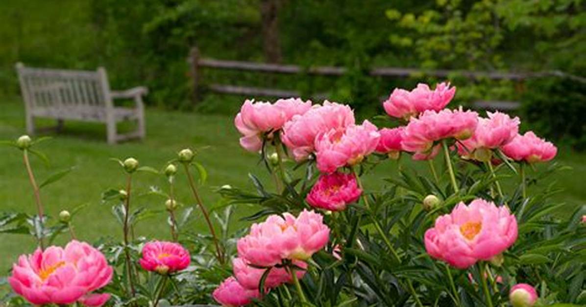 Why Aren T Your Wildflowers Blooming Yet the Truth About Watering And