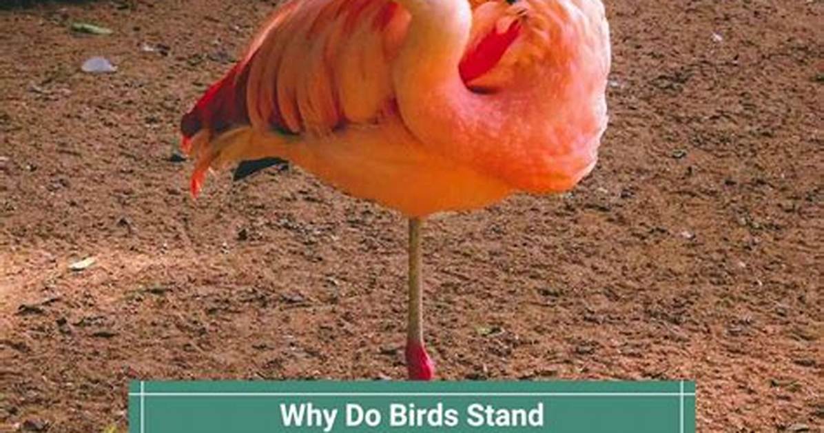 Why Do Birds Stand on One Leg the Complete Ornithological