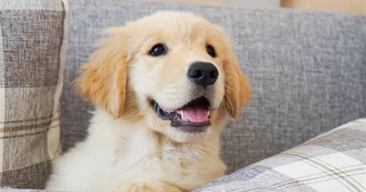 Why Do Golden Retriever Puppies Get So Suspicious of Everyday