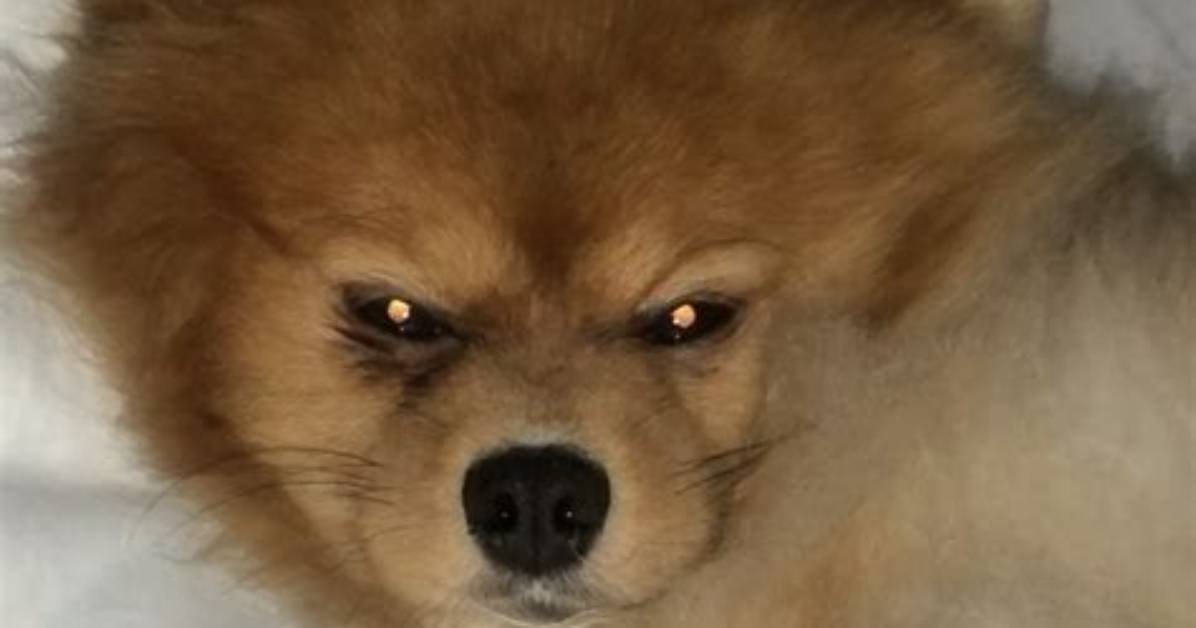 Why Does My Dog Look Like a Skinwalker Everything You Need to Know About Odd Pet