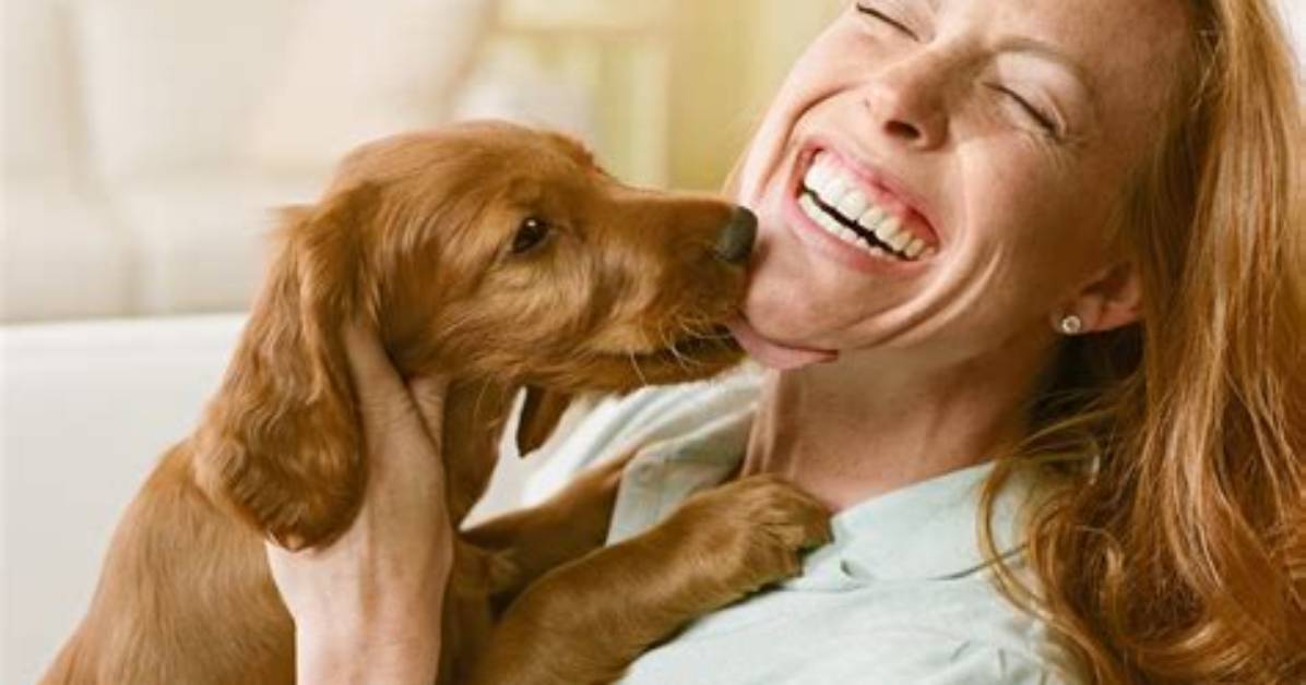 Why Does Your Dog Lie at Your Feet the Hidden Emotional Cue Most