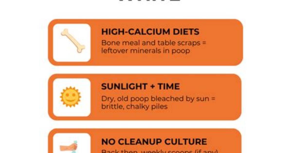 Why Don T We See White Dog Poop Anymore Complete Answers