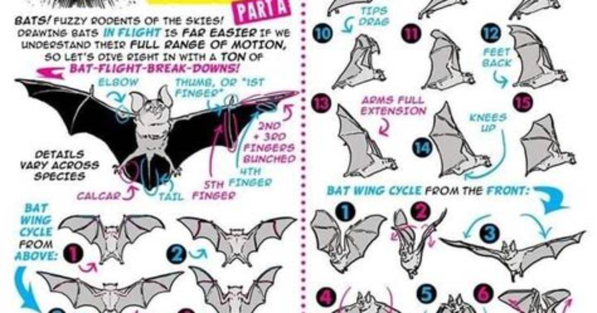 Why Everyone Is Drawing Bats Wrong the 30 Second Shape Trick That