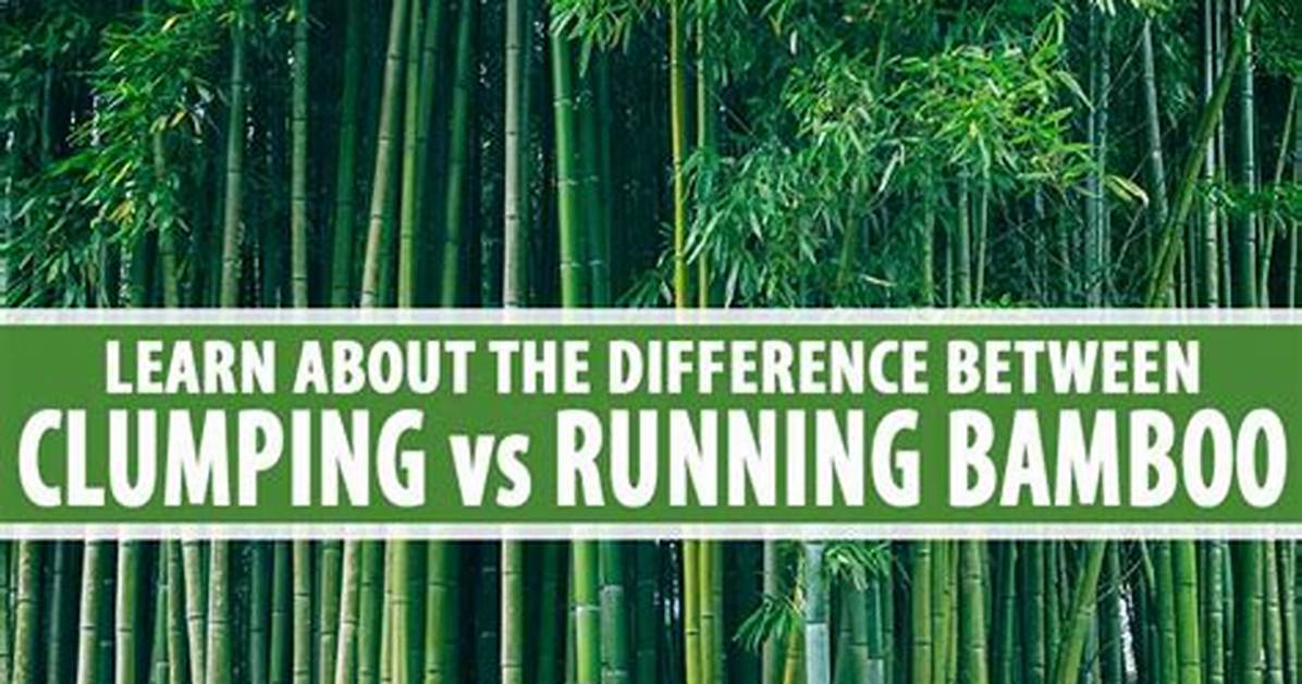 Why Gardeners Are Swapping Running Bamboo for Timor
