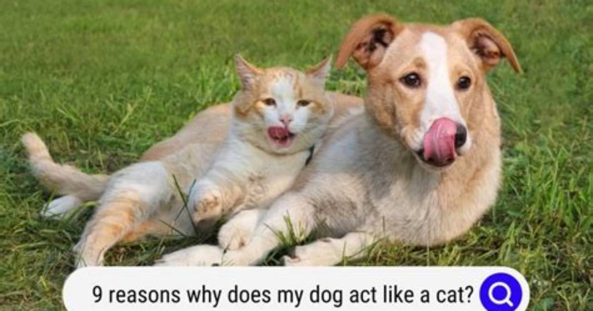 Why Is My Dog Mounting My Cat Causes Risks and How to Stop It