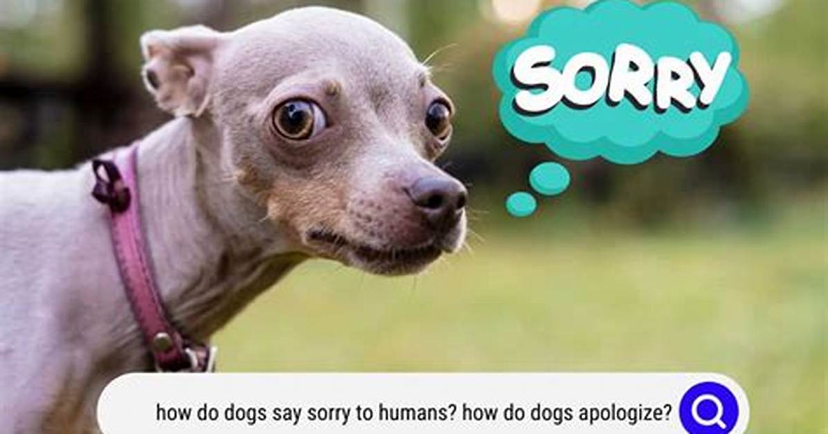 Why Sorry I Died Dog Is Breaking the Internet the Viral Heartbreak Behind Global Pet