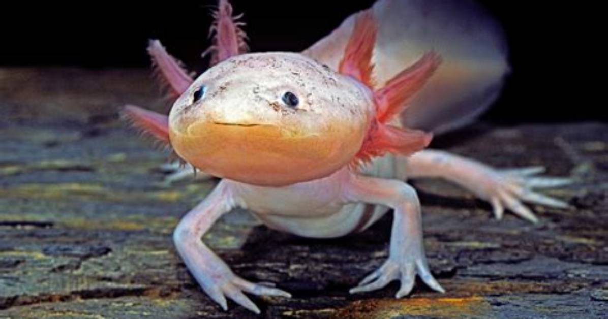 Why the Forever Young Axolotl Defies Everything We Know