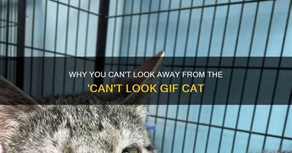 Why the Internet Can T Look Away from Viral Clips of Pigs