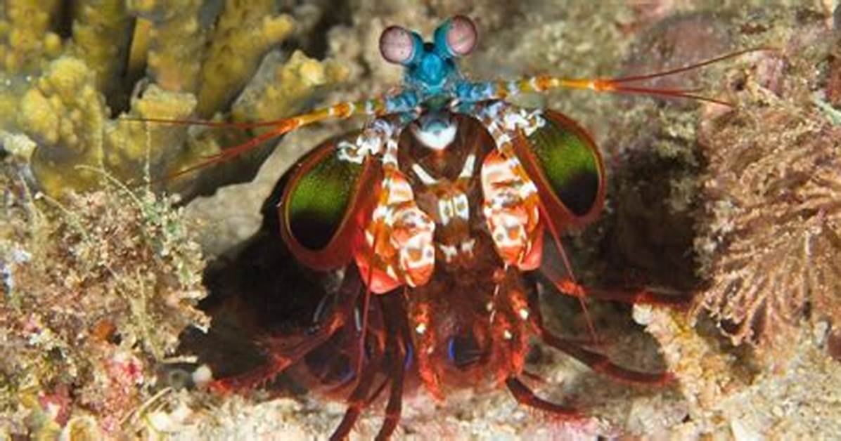 Why the Mantis Shrimp Might Be Nature S Most Ridiculously