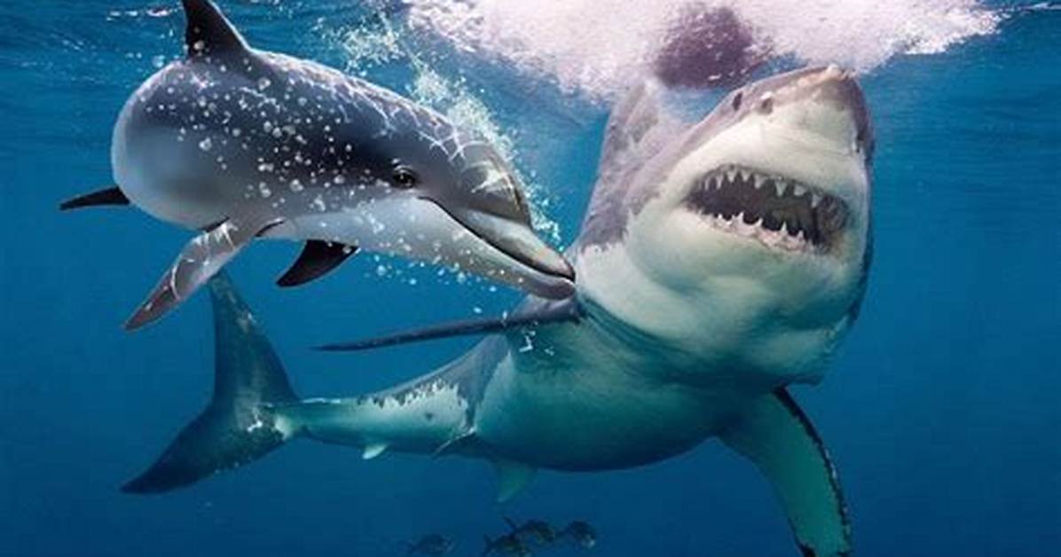 Why the Myth of Sharks Fearing Dolphins Could Be Dangerous For
