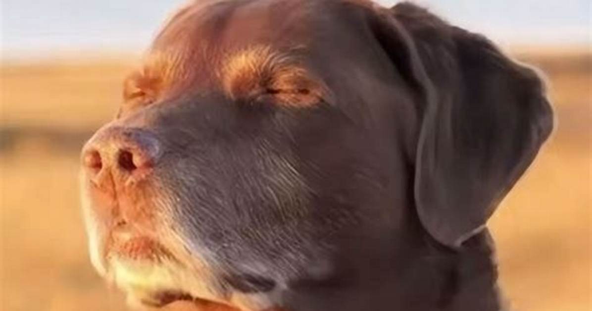 Why the Peaceful Dog Meme Is Taking over Social