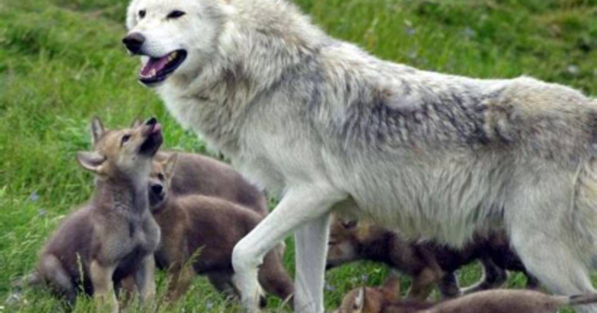 Young Wolves Hiding in the Wild Why California Curtailed the Search After Parents